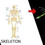 More information about "The Skeleton"