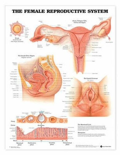 More information about "Male & Female Anatomy Posters"