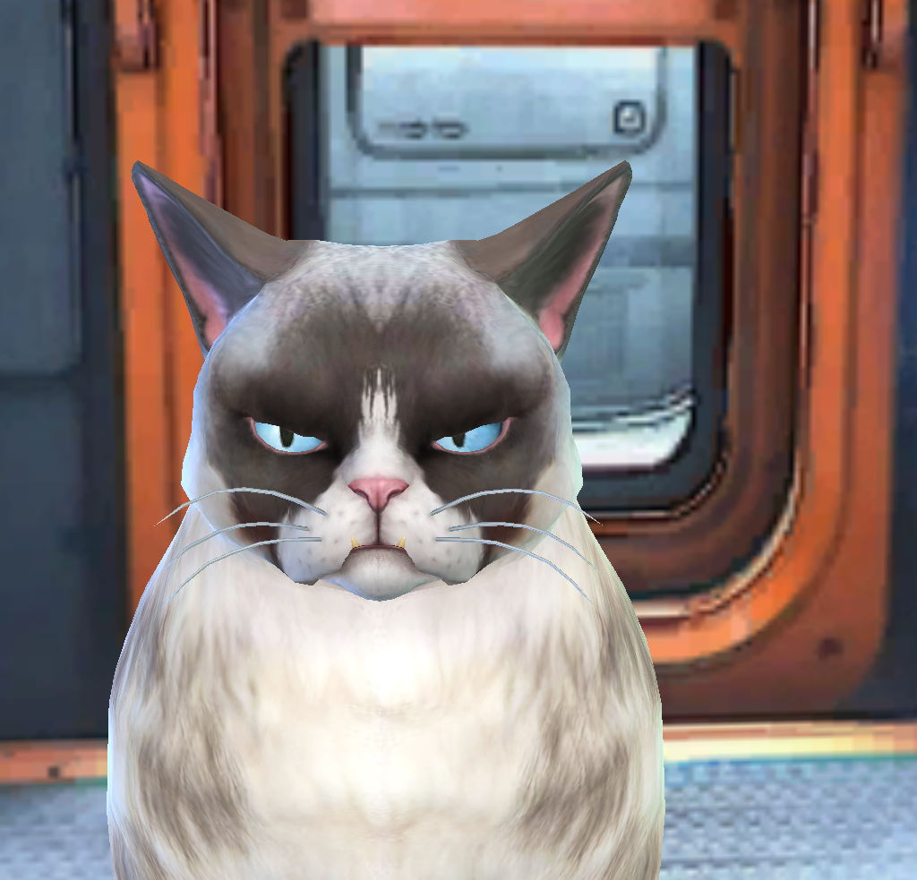 Grumpy cat/Meme cat
