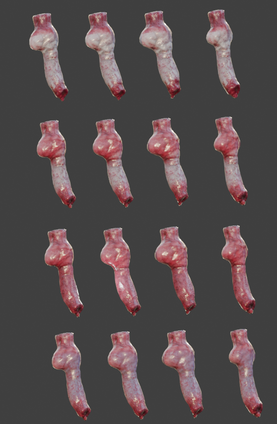 Dog penis 3D model
