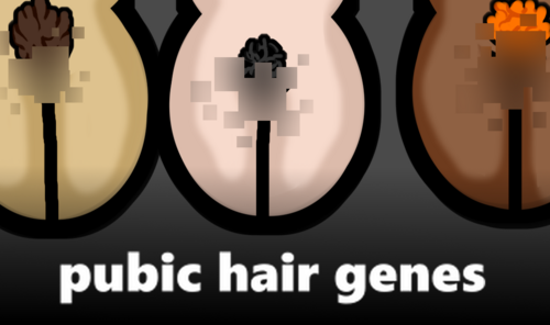 More information about "Pubic Hair Genes"