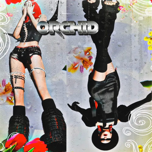 More information about "ORCHID"