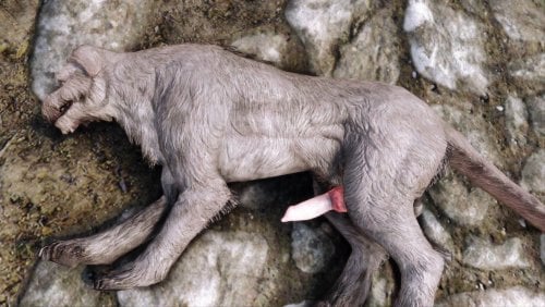More information about "Canine's condom"