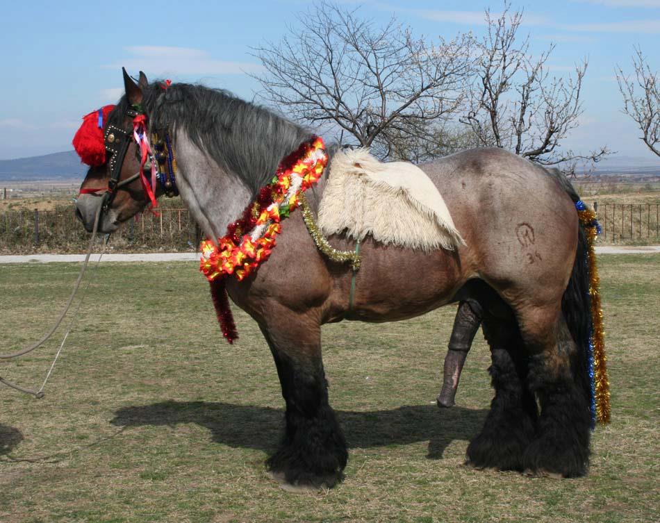 In Sklyrim are shire horses. 