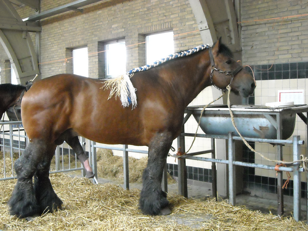 Clydesdale horse penis