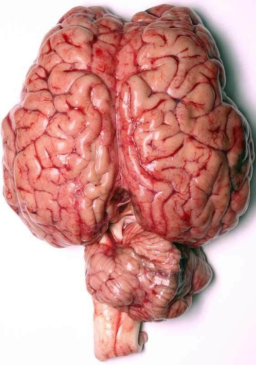 Brain-human-anatomy-10857807-562-800.thumb.jpg.299e312a3d5da538707b4488caf81d2f.jpg