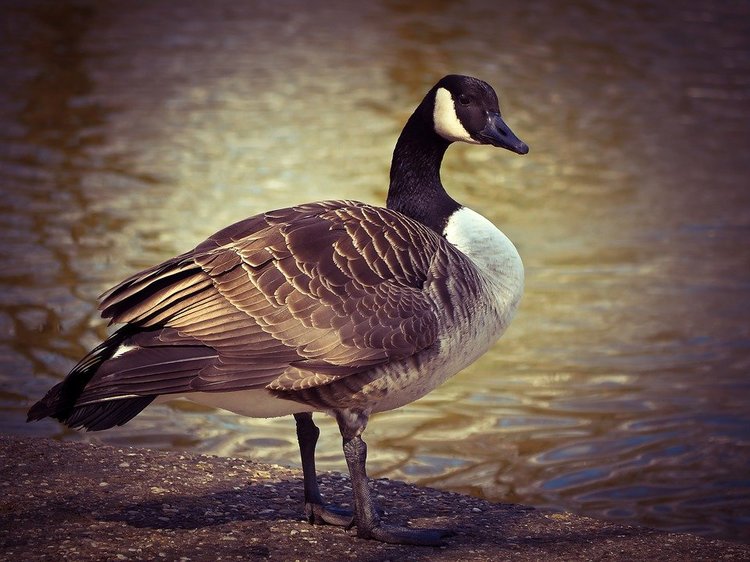 Greylag-Goose-Animal-Gander-Bird-Poultry-Goose-1314395.thumb.jpg.be286ed553da3a5e0c9139fb4b82b6a7.jpg