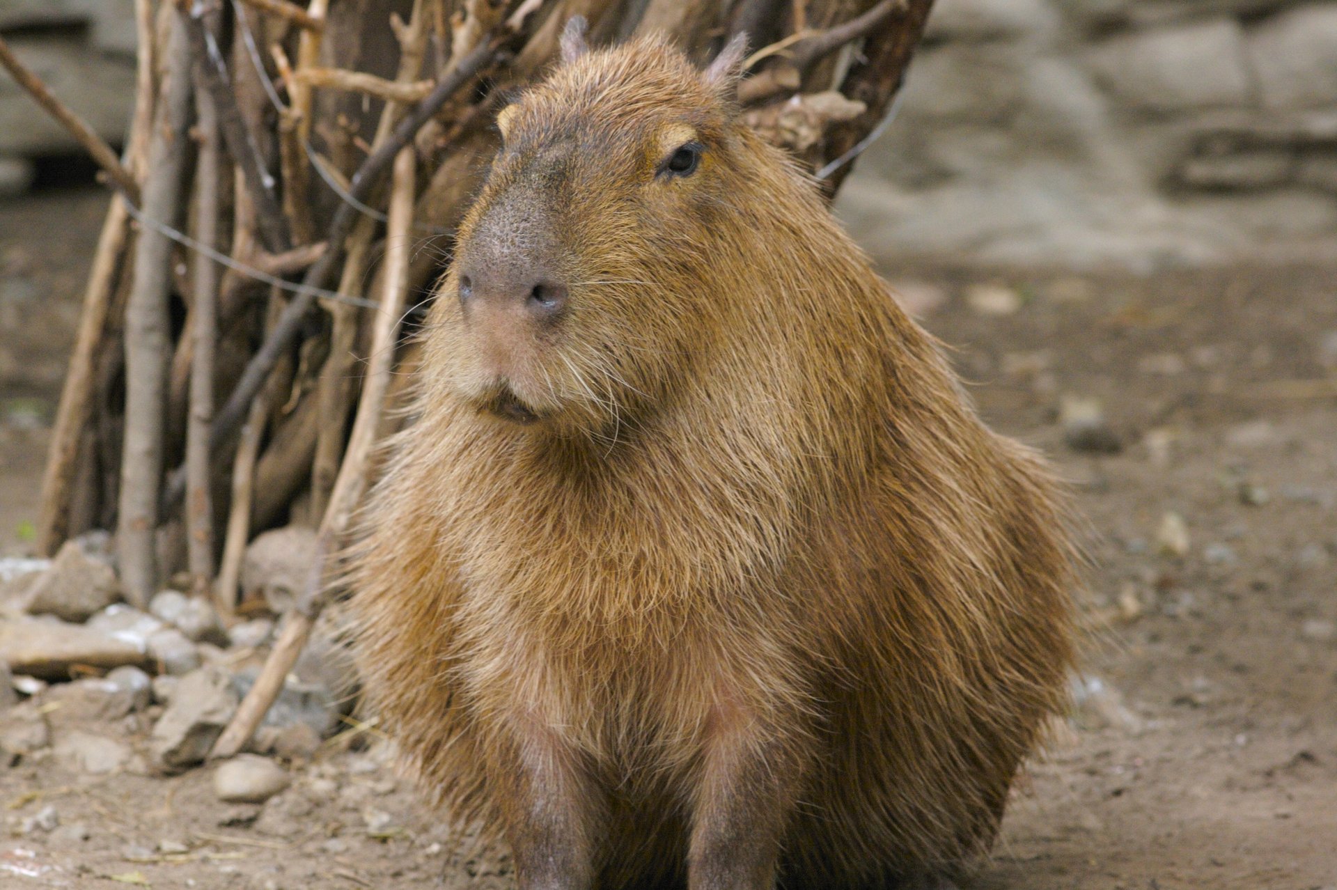 Capybara_2.thumb.jpg.80552cedd891e0dc92ff7b508616608d.jpg