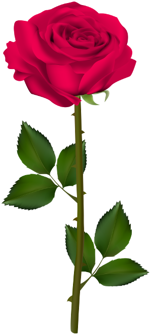 762862566_Transparent_Red_Rose_PNG_Picture(1).png.62609065ccb1cd6b991129a3c396b222.png