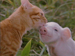 cats-love-bacon-too.gif
