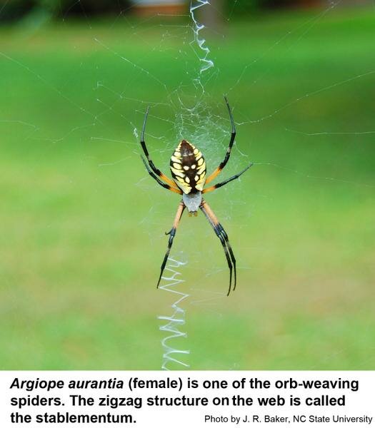 Argiope_aurantia.jpg.48d55dd47170f63254dfee8ee01c2497.jpg