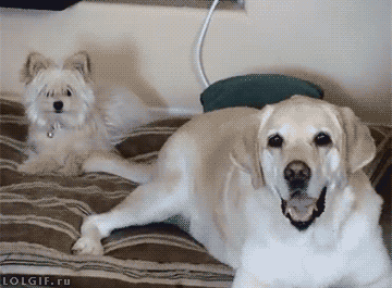 dogs_tail_is_an_extremely_versatile_communicator_04.gif.54229921ecb35a510d24c70b77b62e3d.gif