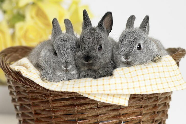bunnies-baskets-sit-wallpaper-preview.jpg
