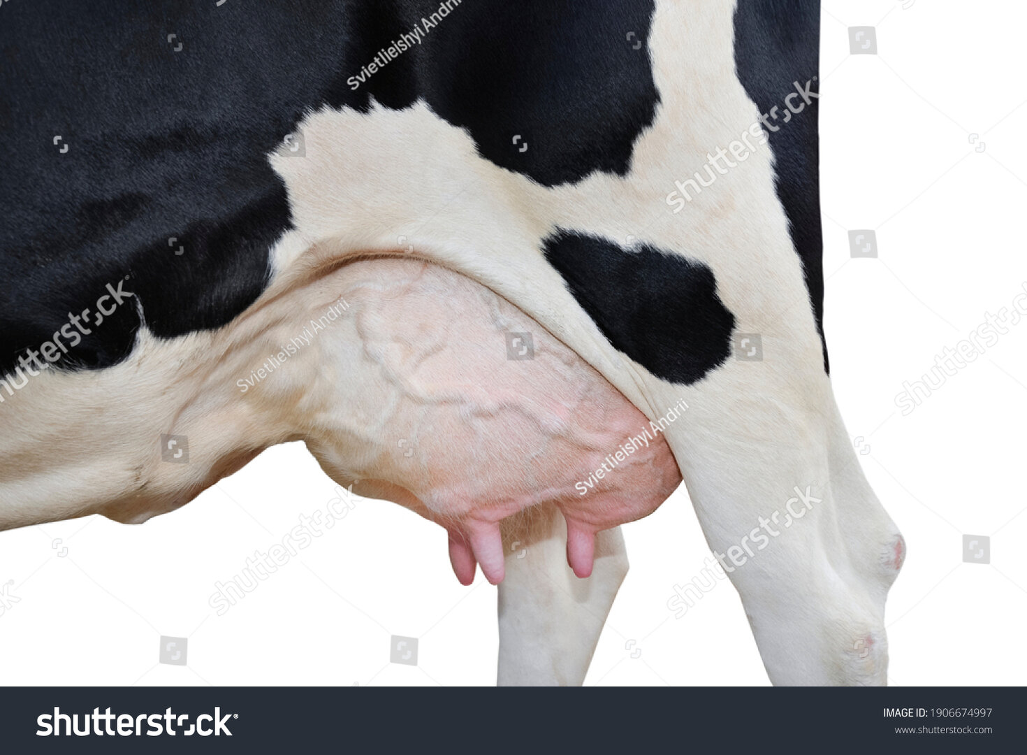 сток-фото-корова-вымя-крупный план-изолированные-на-белых-фермерских-животных-1906674997.jpg