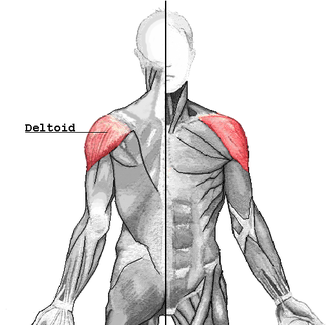 330px-Deltoideus.png.f520f2d80c00ba0f09c7c8347c853771.png
