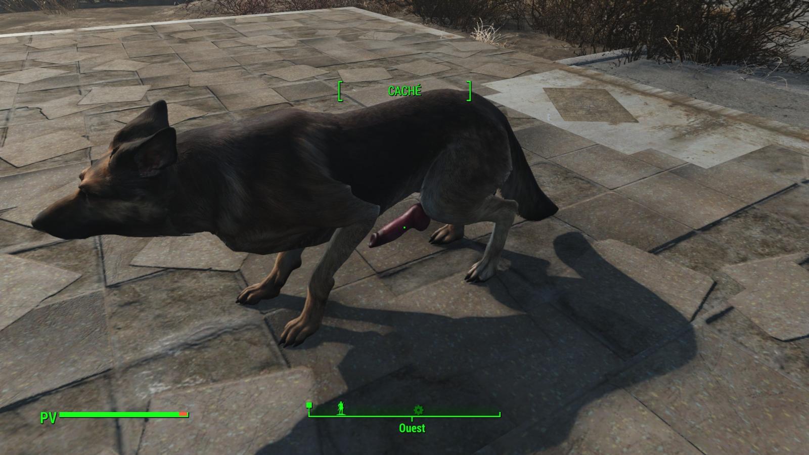 Fallout 4 будка собаки фото 100