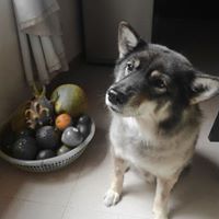 kamezococc
