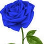 WildGypsyRose