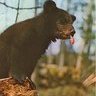 ddbear