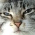 mvriv