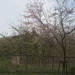 yjs027894