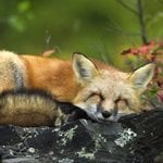 foxyfred