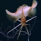 Osteichthyes