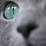higeneko