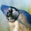 SCREAMINGBLUEJAYS