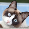 kenia1001