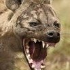 hyenalover