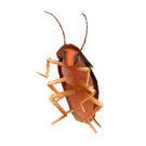 mosquito__maschino