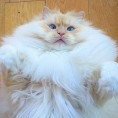 fluffykitty