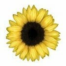 BabyTournesol