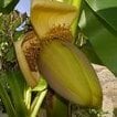 engorged_banana
