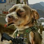 DogMurphy