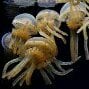 Jellyfish505