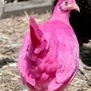 pinkchicken