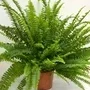 fern87