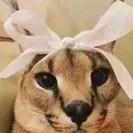floppatheflopper