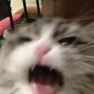 peeeeeeeeeko