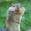 MunkCheeks