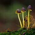 MyceliumLioness