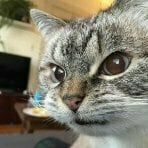 particularcat