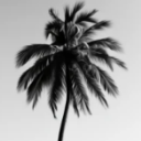Lazy Palm