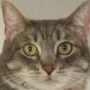 Cattums