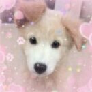 puffiepuppy