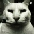 User1353546