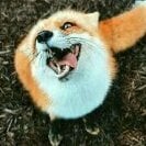 MrFox1983