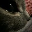 LittleShurry
